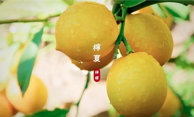 為什么花很多錢(qián)收藏酸奶瓶？就因?yàn)樗崮贪b太有趣